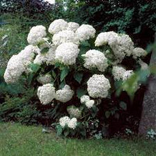 Load image into Gallery viewer, Hydrangea &#39;Incrediball&#39;™
