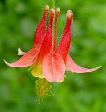 Load image into Gallery viewer, Aquilegia &#39;Little Lanterns&#39;
