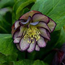 Load image into Gallery viewer, Helleborus &#39;Black Tie Affair&#39;
