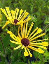 Load image into Gallery viewer, Rudbeckia 'Henry Eilers'
