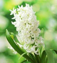 Load image into Gallery viewer, Hyacinth &#39;White Pearl&#39;
