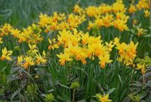 Load image into Gallery viewer, Daffodil &#39;Jetfire&#39;
