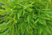 Load image into Gallery viewer, Sweet Fern
