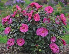 Load image into Gallery viewer, Hibiscus &#39;Airbrush Effect&#39;
