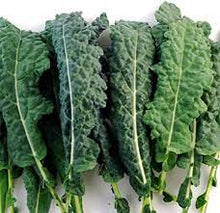 Load image into Gallery viewer, Kale &#39;Toscano Italian&#39; 6-pack
