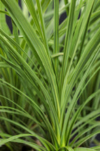 Load image into Gallery viewer, Dracena Spike - Green
