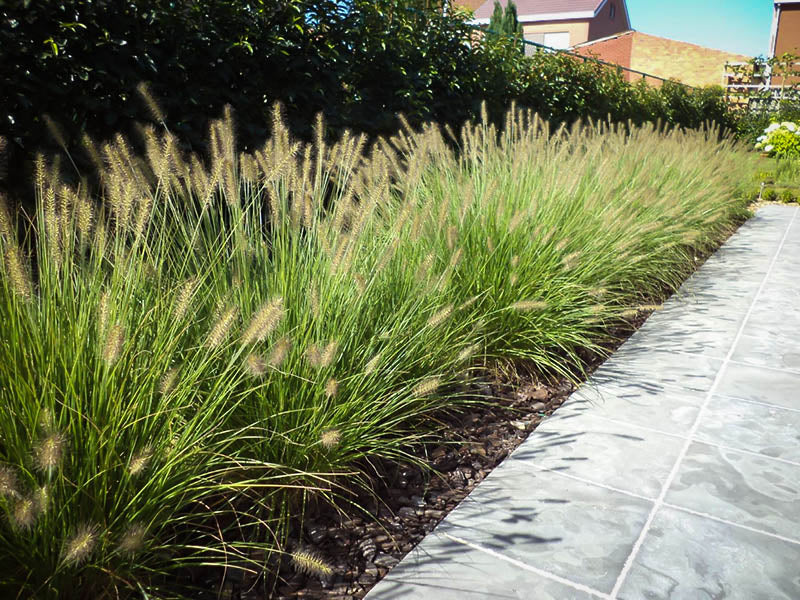Pennisetum 'Hameln' (Dwarf Fountain Grass)