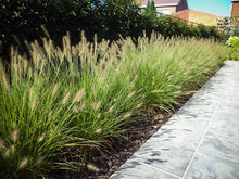 Load image into Gallery viewer, Pennisetum &#39;Hameln&#39; (Dwarf Fountain Grass)
