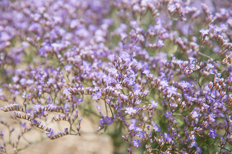 Limonium latifolium (Sea Lavender)