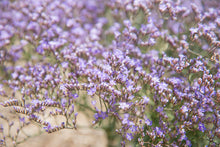 Load image into Gallery viewer, Limonium latifolium (Sea Lavender)
