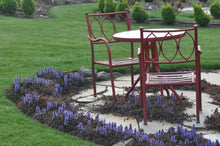Load image into Gallery viewer, Ajuga &#39;Mahogany&#39;
