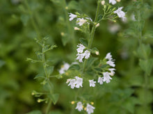 Load image into Gallery viewer, Calamintha 'White Cloud'
