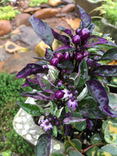 Load image into Gallery viewer, Ornamental Pepper &#39;Purple Flash&#39;
