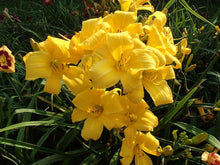 Load image into Gallery viewer, Daylily &#39;Buttered Popcorn&#39;
