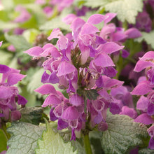 Load image into Gallery viewer, Lamium 'Ghost'
