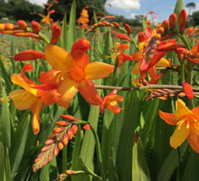 Load image into Gallery viewer, Crocosmia 'Orange Pekoe'
