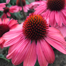 Load image into Gallery viewer, Echinacea  &#39;Coral Craze&#39;
