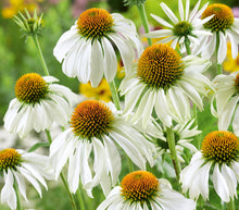Load image into Gallery viewer, Echinacea 'White Swan'
