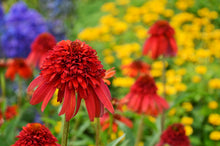 Load image into Gallery viewer, Echinacea &#39;Hot Papaya&#39;
