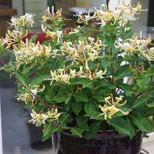 Load image into Gallery viewer, Lonicera &#39;Honey Baby®&#39;
