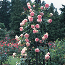 Load image into Gallery viewer, Climbing Rose - Eden Climber
