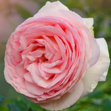 Load image into Gallery viewer, Climbing Rose - Eden Climber
