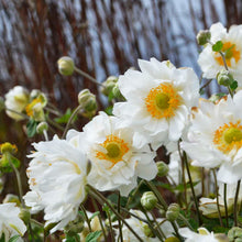 Load image into Gallery viewer, Anemone &#39;Whirlwind&#39;
