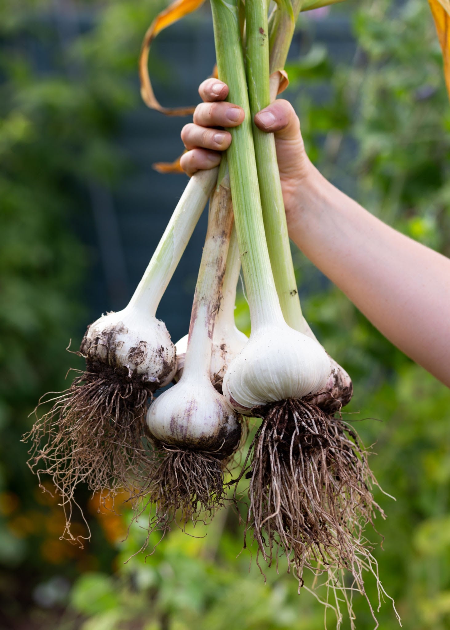 Garlic Elephant