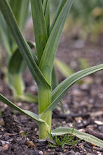 Load image into Gallery viewer, Garlic Elephant
