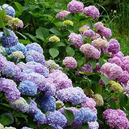 Hydrangea 'Endless Summer'