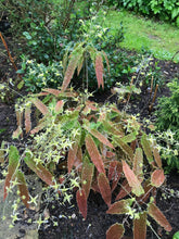 Load image into Gallery viewer, Epimedium 'Spine Tingler'

