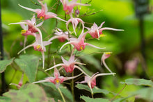 Load image into Gallery viewer, Epimedium 'Pink Champagne'
