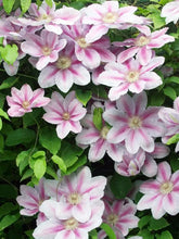 Load image into Gallery viewer, Clematis &#39;Bee&#39;s Jubilee&#39;
