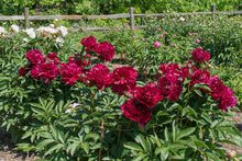 Load image into Gallery viewer, Peony &#39;Adolphe Rousseau&#39;
