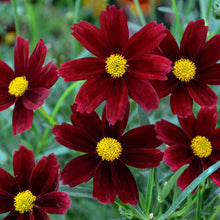 Load image into Gallery viewer, Coreopsis Li&#39;l Bang™ &#39;Red Elf&#39;
