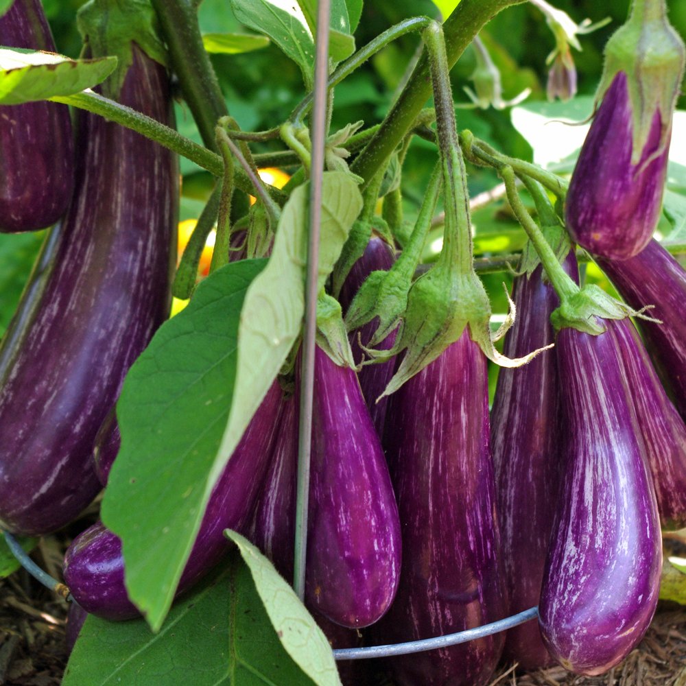 Eggplant Fairy Tale