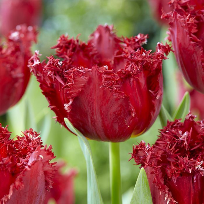 Tulip 'Versaci'