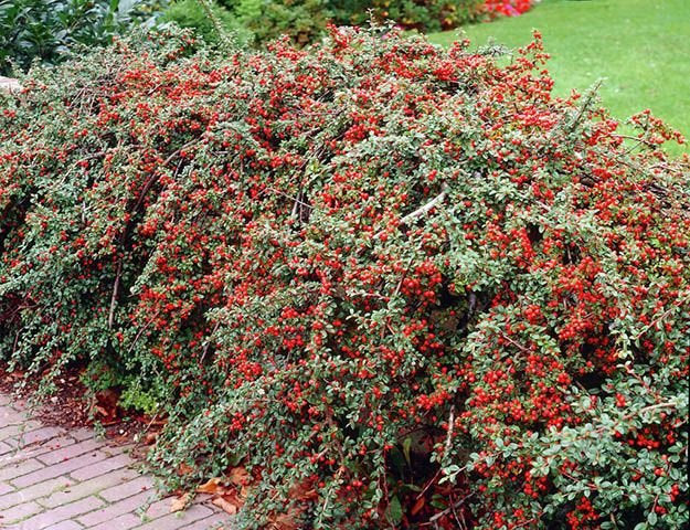 Cotoneaster 'Cranberry'