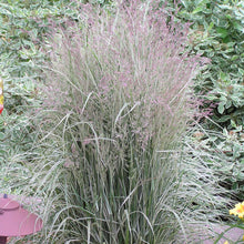 Load image into Gallery viewer, Calamagrostis &#39;Overdam&#39;

