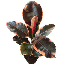 Load image into Gallery viewer, Rubber Tree &#39;Ruby&#39;
