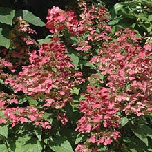 Load image into Gallery viewer, Hydrangea &#39;Fire and Ice&#39;
