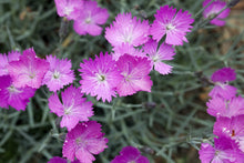 Load image into Gallery viewer, Dianthus &#39;Firewitch&#39;
