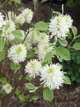 Load image into Gallery viewer, Fothergilla &#39;Mt Airy&#39;
