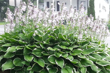 Load image into Gallery viewer, Hosta &#39;Francee&#39;
