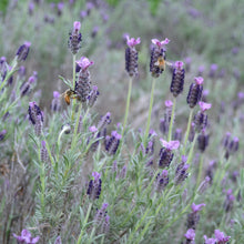 Load image into Gallery viewer, Lavender &#39;French&#39;
