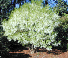 Load image into Gallery viewer, White Fringe Tree
