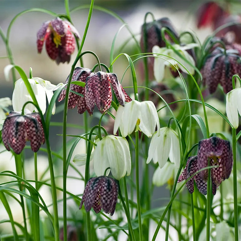 Fritillaria meleagris Mix