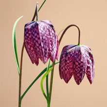 Load image into Gallery viewer, Fritillaria meleagris Mix
