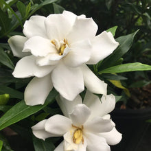 Load image into Gallery viewer, Gardenia 'Frostproof'
