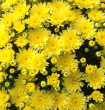 Load image into Gallery viewer, Mum- 6&quot;
